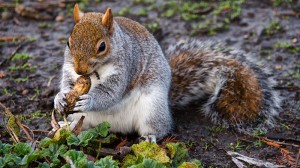 squirrel-003